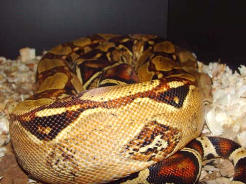 pastel het sharp female 1