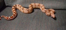 pastel het sharp female 1 month old