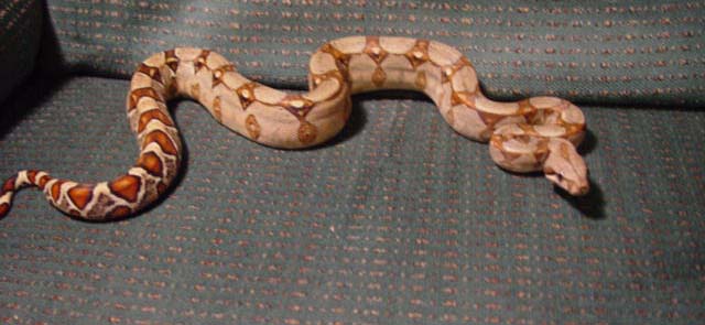 pastel het sharp female 1 month old