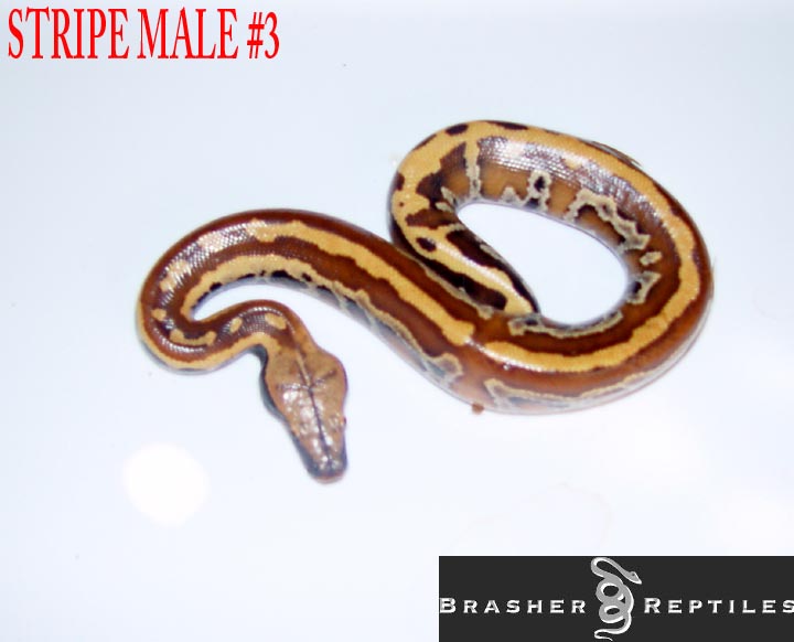 redblood stripe male #3