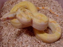 sharp strain male