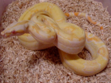 sharp strain male