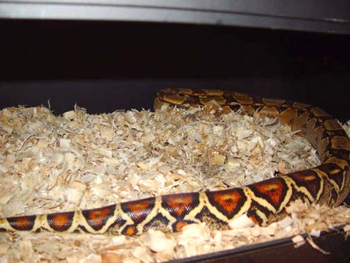 sharp female 3