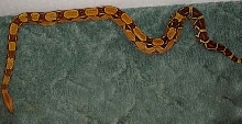 sharp het female top