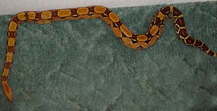 sharp het female top