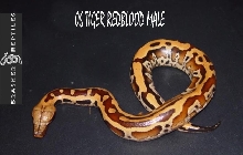 tiger redblood male