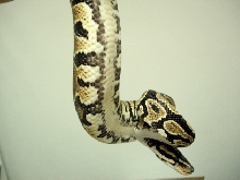 yb male