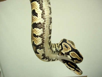 yb male