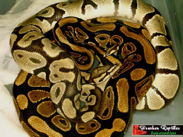YELLOW GHOST MATING