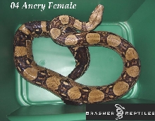 anery female