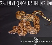 ARABESQUE MALE POSS HET 1