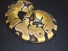 banded female ball