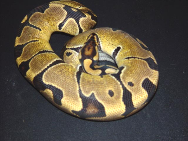 banded female ball