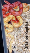 B.B.R Sunglow with albino