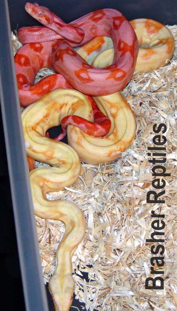 B.B.R Sunglow with albino