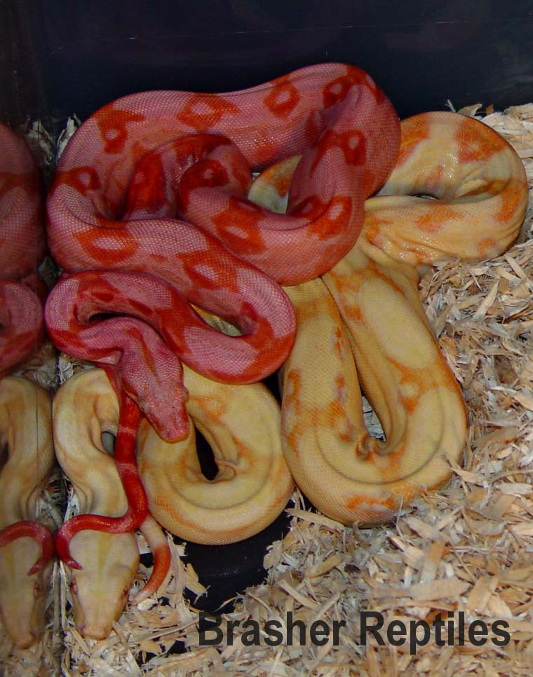 B.B.R SUNGLOW RED DEVIL