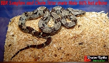 yearling bbrh littermate