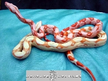 bbrh sunglow and normal albino