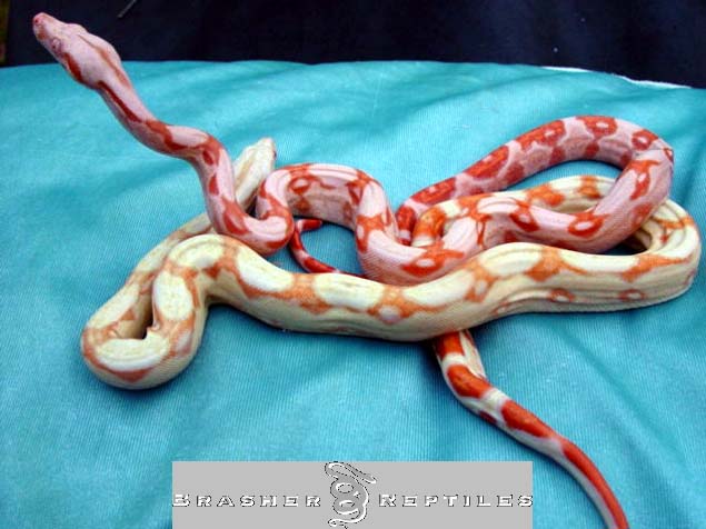 bbrh sunglow and normal albino