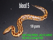 tiger blood