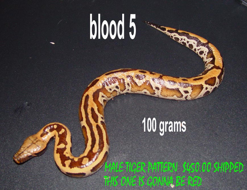 tiger blood
