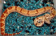 bmt female