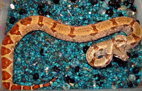 bmt female