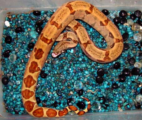 bmt1 female