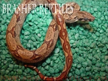 brasher chain