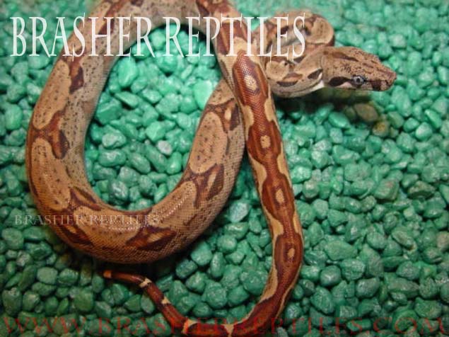 brasher chain