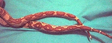 chain tails