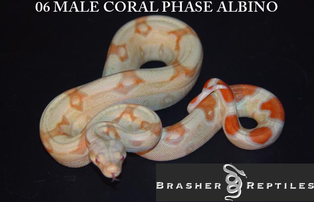 coral 1