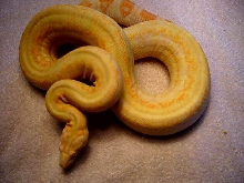 coral female