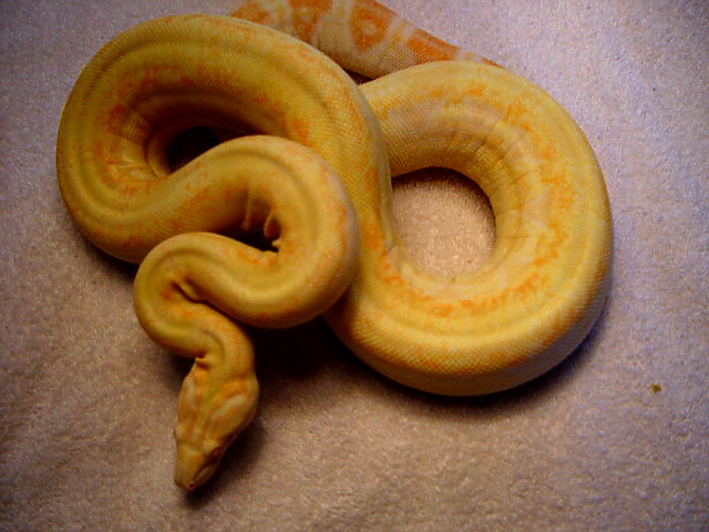 coral female
