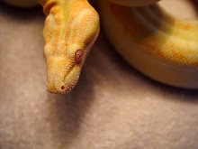 coral female head