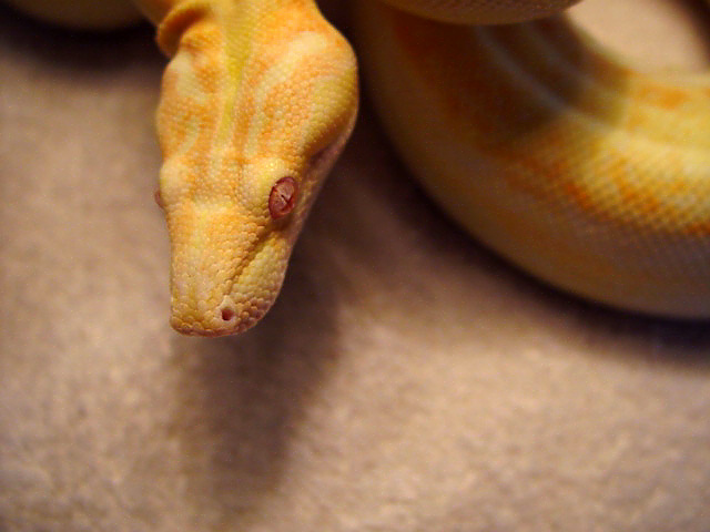 coral female head