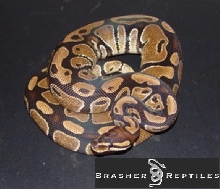 female ball 780