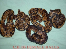 FEMALE BALLS
