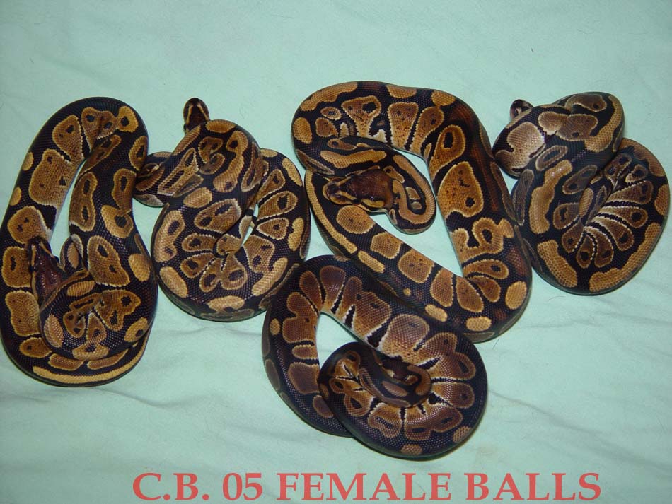 FEMALE BALLS
