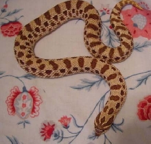 female hoggy