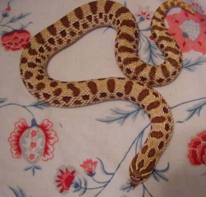 female hoggy