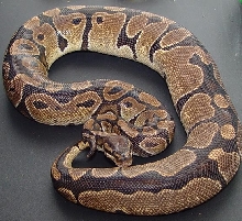 female ball