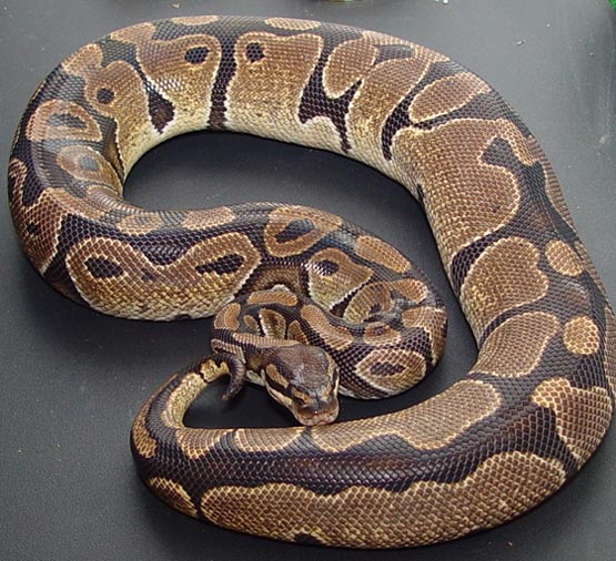 female ball