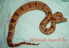 female hypo 04