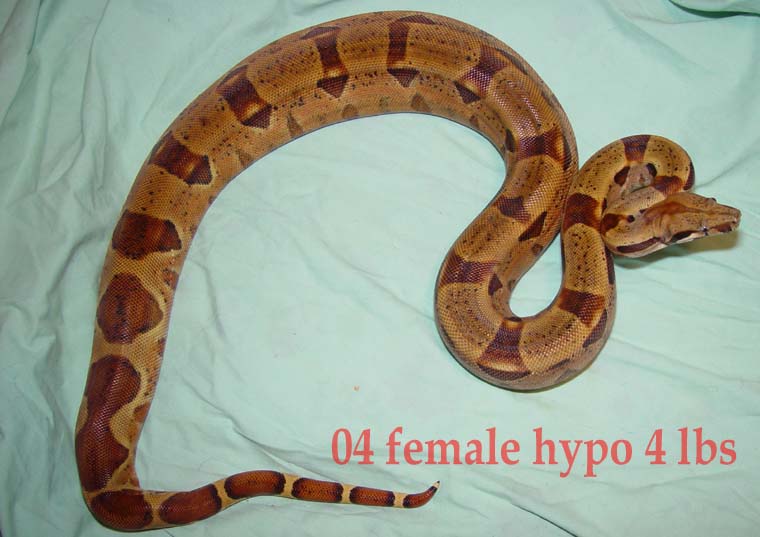 female hypo 04
