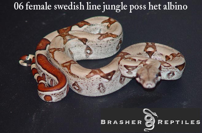 female jungle 1a