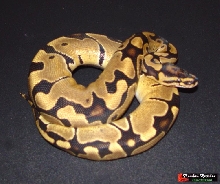 funky male