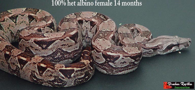 het arg