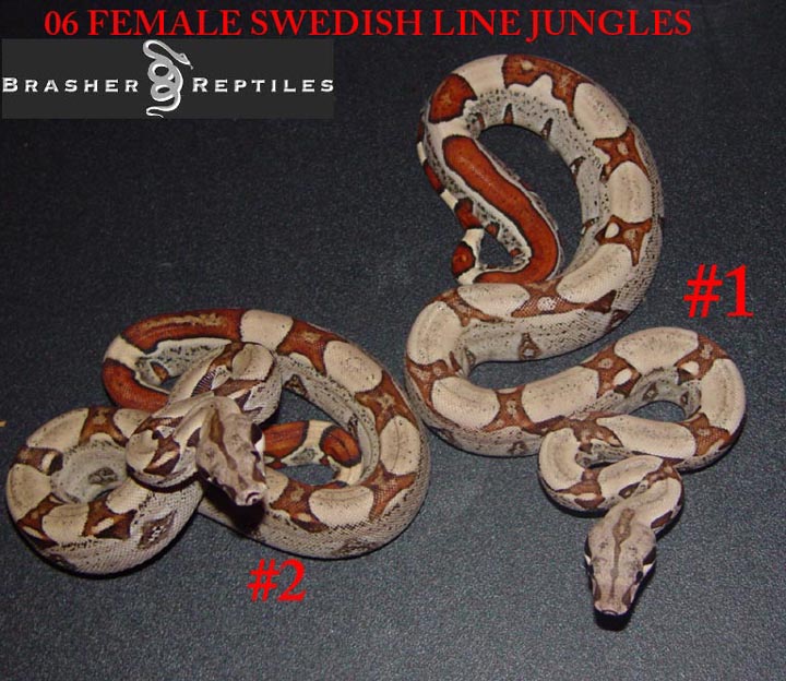 jungle fems 1