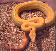 coral female